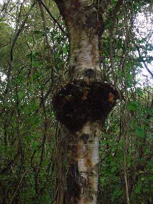 burl.JPG