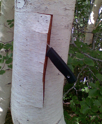 Birch bark Etna.jpg