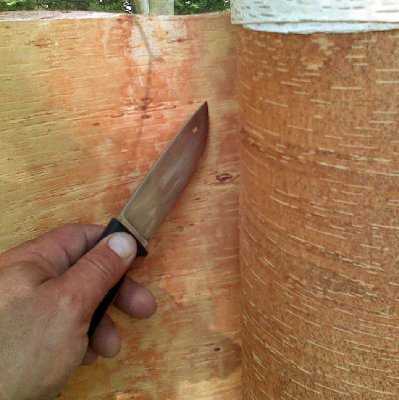 Birch bark Etna 1.jpg