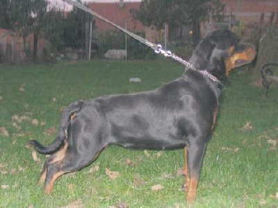 veliki rott